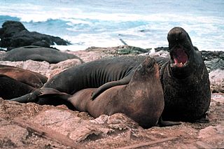 <span class="mw-page-title-main">Elephant seal</span> Genus of aquatic carnivores