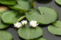 Бяла водна лилия (Nymphaea alba)