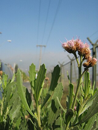 <i>Tessaria</i> Genus of plants