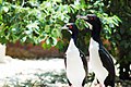 Kormoran peruwiański (Leucocarbo bougainvilliorum)