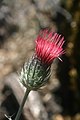 Venus thistle (Cirsium occidentale)