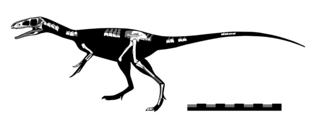 <i>Zuolong</i> Extinct genus of dinosaurs