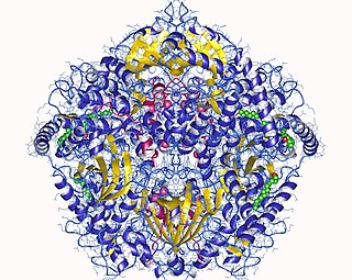 <span class="mw-page-title-main">Protein kinase A</span> Family of enzymes