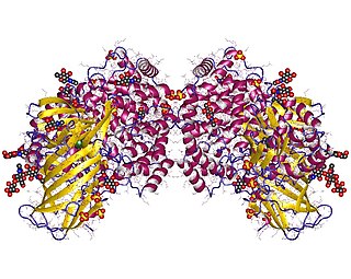 <span class="mw-page-title-main">Alanine aminopeptidase</span> Mammalian protein found in Homo sapiens