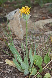 <i>Agoseris glauca</i> Species of flowering plant