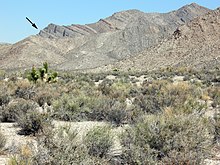 Landscape showing Alamo impact breccia (arrow) near Hancock Summit, Pahranagat Range, Nevada. AlamoBrecciaView.jpg