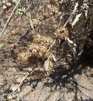 <i>Ambrosia chenopodiifolia</i> Species of flowering plant