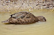 Brown teal (aka pāteke)