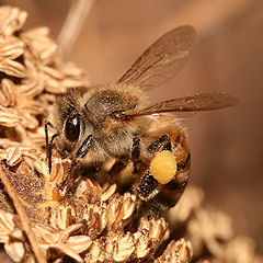 Европейска медоносна пчела (A. mellifera)