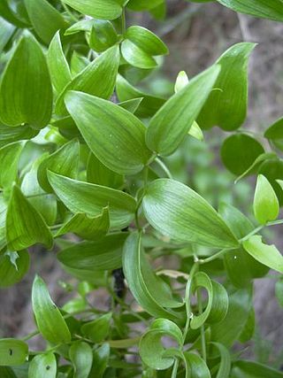 <i>Asparagus asparagoides</i> Species of flowering plant in the family Asparagaceae