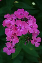 Polemoniaceae, or phlox