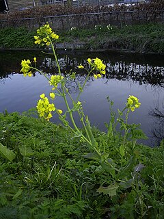 <i>Brassica</i> genus of flowering plants in the cabbage family Brassicaceae