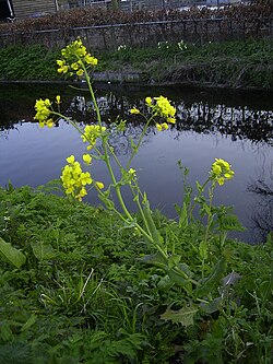 Rapo, Brassica rapa