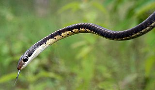 <i>Dendrelaphis tristis</i> Species of snake