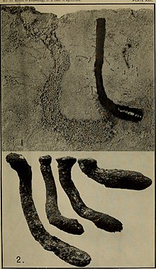 1) Pupa in its burrow in the soil; 2) Casts of pupal cells, showing variation in depth and direction Bulletin (1904) (20240353210).jpg