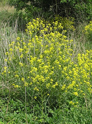 <i>Bunias orientalis</i> Species of flowering plant