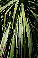 Typical notches cut in leaves by the Cabbage tree moth Epiphryne verriculata. Auckland BG.