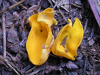 <i>Caloscypha</i> Genus of fungi