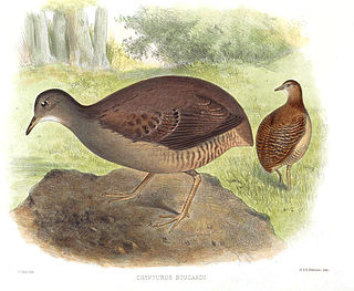 <span class="mw-page-title-main">Slaty-breasted tinamou</span> Species of bird