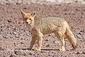 Lycalopex culpaeus, a culpeo or Andean fox