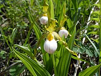 Cypripedium candidum