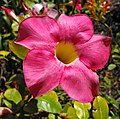 Mandevilla sp.