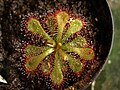 Drosera dielsiana