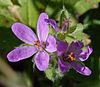 Erodium chium (8816168606).jpg