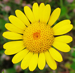 Geltonasis bobramunis (Anthemis tinctoria)