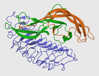 <span class="mw-page-title-main">Follicle-stimulating hormone</span> Gonadotropin that regulates the development of reproductive processes