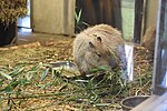 Thumbnail for File:Gaiazoo capybara 2.jpg