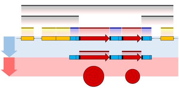 Prokaryote gene structure diagram