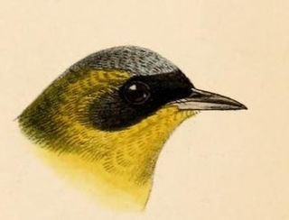 <span class="mw-page-title-main">Black-lored yellowthroat</span> Species of bird