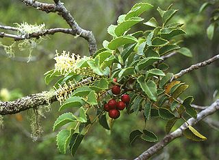 <i>Gevuina</i> Species of plant