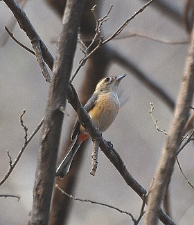 Granatellus venustus