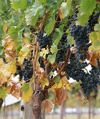 <span class="mw-page-title-main">Vitaceae</span> Family of flowering plants that includes grapes and Virginia creeper