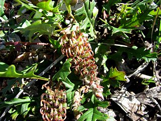 <i>Grevillea obtecta</i> Species of shrub in the family Proteaceae endemic to Victoria, Australia