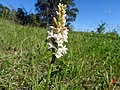 Gymnadenia odoratissima white colour Germany - Silberberg (Enzkreis)