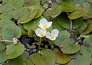 <i>Hydrocharis</i> Genus of aquatic plants