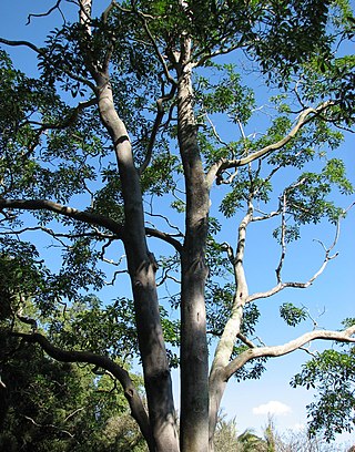 <i>Hymenosporum</i> Genus of plant in the family Pittosporaceae