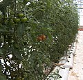 Hydroponic tomato over pumice