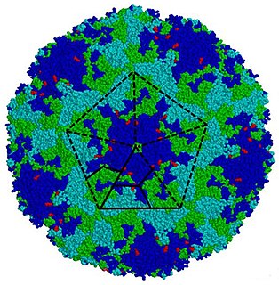 <i>Enterovirus</i> Genus of viruses