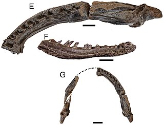 <i>Koolasuchus</i> Extinct genus of amphibians