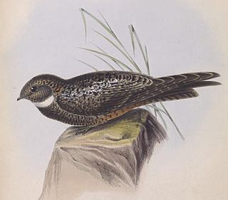 <i>Lurocalis</i> Genus of birds