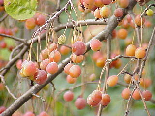 <span class="mw-page-title-main">Maloideae</span> Subfamily of flowering plants