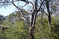 English: Bridge over the Goulburn River at Murchison, Victoria