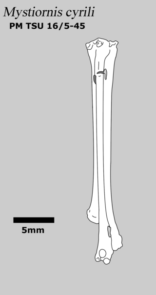 <i>Mystiornis</i> Extinct genus of birds