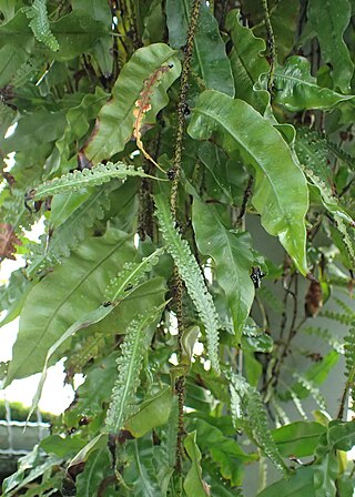 <i>Oleandra</i> Genus of ferns