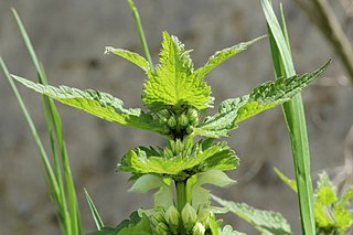 <i>Lamium album</i> Species of flowering plant