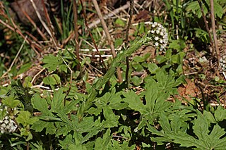 <i>Petasites frigidus</i> Species of flowering plant in the daisy family Asteraceae